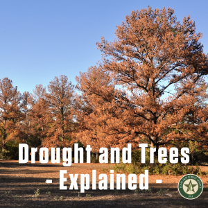 Drought and trees - Explained